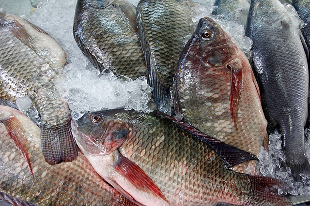 čerstvé ryby na ledu