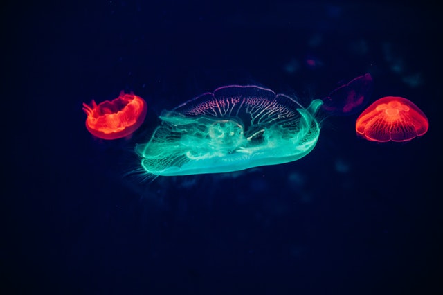 Svetlá v tvare medúz.jpg